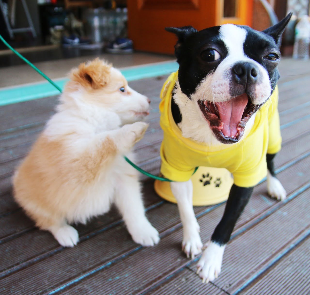 애견카페, 반려견과 함께 하루를 즐기는 방법
