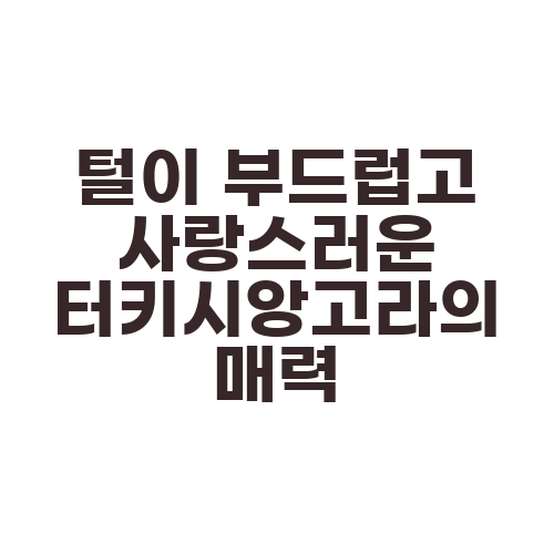 털이 부드럽고 사랑스러운 터키시앙고라의 매력